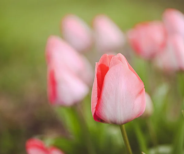 Gyönyörű Közeli Kép Egy Tulipánról — Stock Fotó