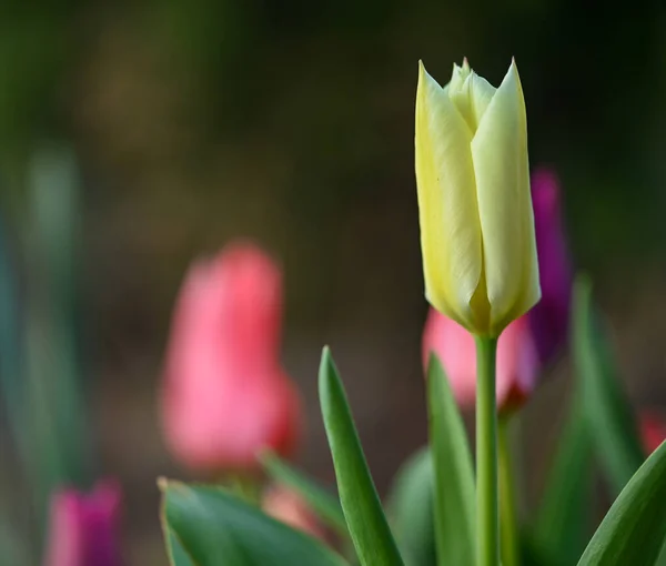 Schöne Nahaufnahme Einer Tulpe — Stockfoto