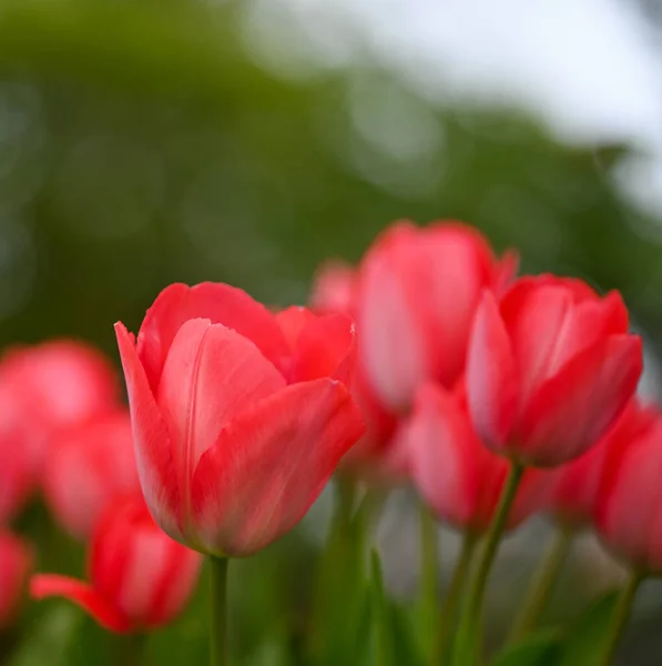 Beau Gros Plan Une Tulipe — Photo