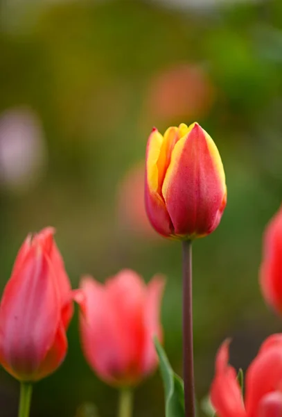 Belo Close Uma Tulipa — Fotografia de Stock