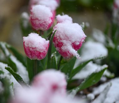 Güzel bir lalenin yakın çekimi
