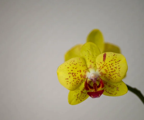 Beau Gros Plan Une Orchidée — Photo