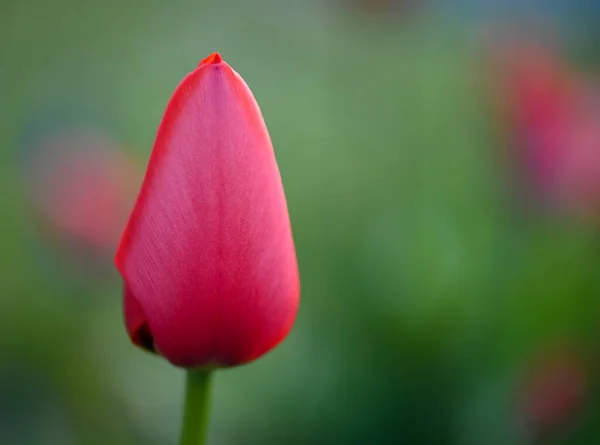 Krásná Zblízka Tulipán — Stock fotografie