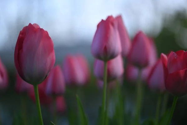 Belo Close Uma Tulipa — Fotografia de Stock