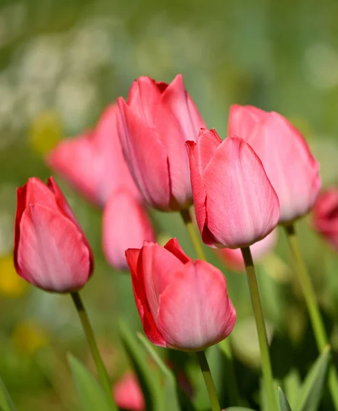 Schöne Nahaufnahme Einer Tulpe — Stockfoto