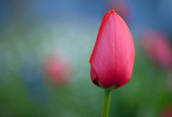 Belo Close Uma Tulipa — Fotografia de Stock