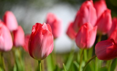 Güzel bir lalenin yakın çekimi