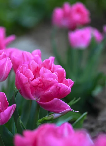 Gyönyörű Közeli Kép Egy Tulipánról — Stock Fotó