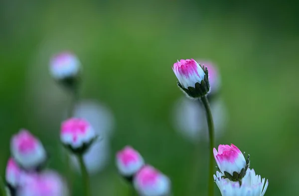 Smukt Nærbillede Daisy - Stock-foto