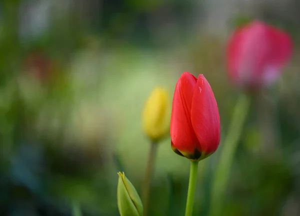 Belo Close Uma Tulipa — Fotografia de Stock