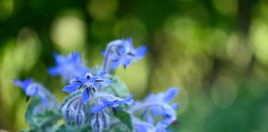 Borage çiçeğinin güzel yakın çekimi