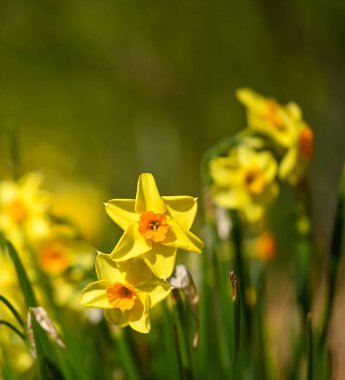 Bir nergisin güzel yakın çekimi