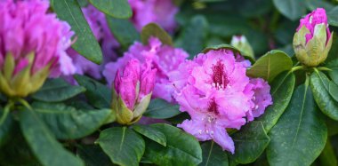 Bir rhododendronun güzel yakın çekimi