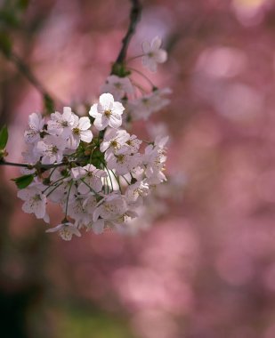 Kiraz çiçeğinin güzel yakın çekimi