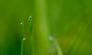Bir çiy damlasının güzel yakın çekimi