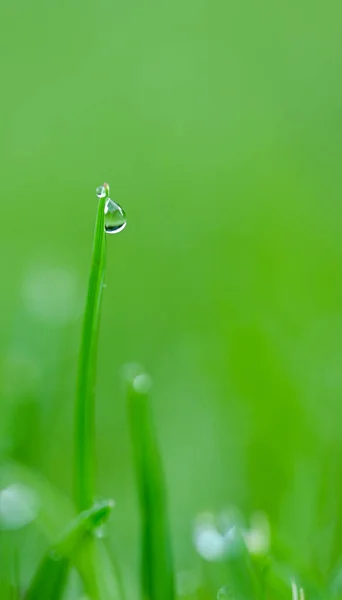 Beautiful Close Dewdrop — Stock Photo, Image