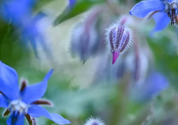 Beautiful Close Borage Flower — Stock Photo, Image