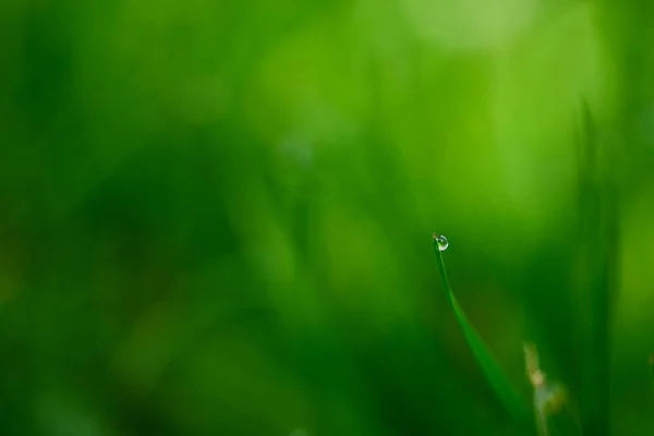 Beautiful Close Dew Drop — Zdjęcie stockowe