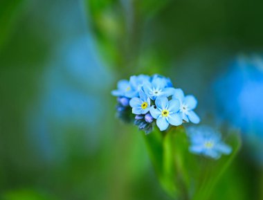 Myosotis 'in güzel yakın çekimi