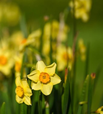 Bir nergisin güzel yakın çekimi