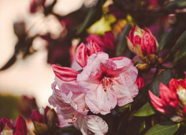 Bir rhododendronun güzel yakın çekimi