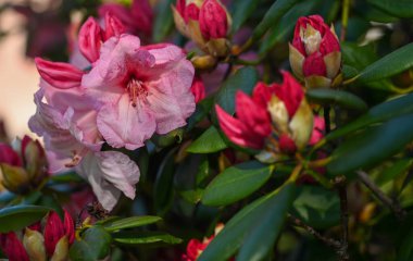 Bir rhododendronun güzel yakın çekimi