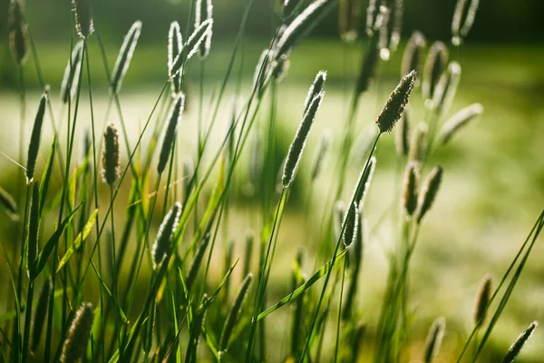 Beautiful close-up of a alopecurus, Belgium, April 2022