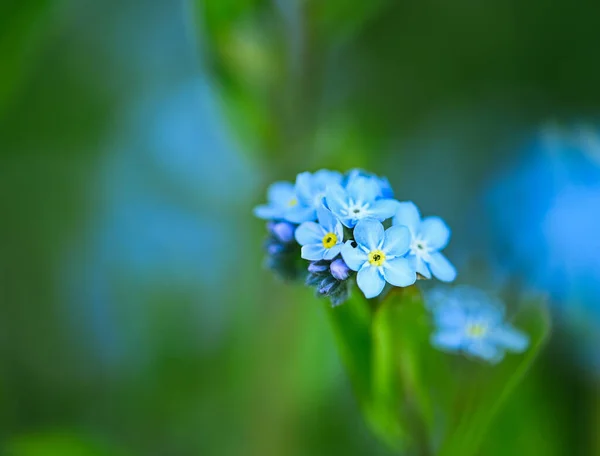 Myosotis 'in güzel yakın çekimi