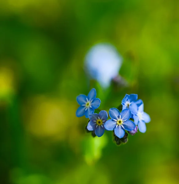 Schöne Nahaufnahme Einer Myosotis — Stockfoto