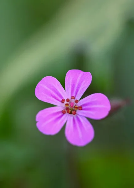 Beautiful Close Wild Geranium — 스톡 사진