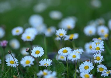 Bir papatyanın güzel yakın çekimi