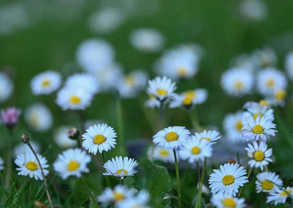 Bir papatyanın güzel yakın çekimi