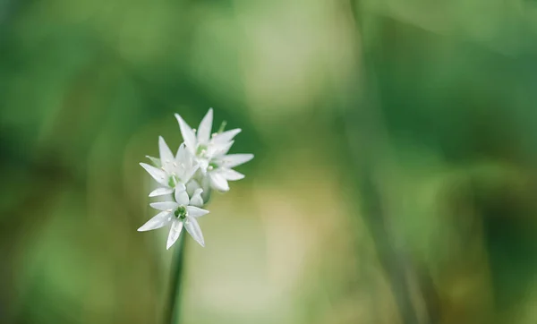 Smukt Nærbillede Allium Ursinum - Stock-foto