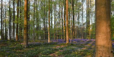 Hallerbos 'un güzel manzarası, Belçika