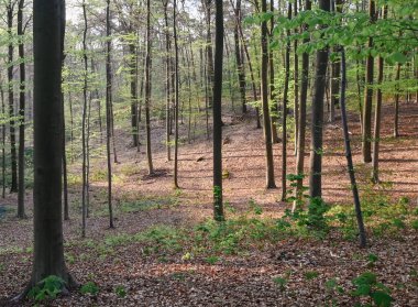 Hallerbos 'un güzel manzarası, Belçika