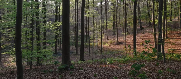 Beautiful View Hallerbos Belgium — Foto de Stock