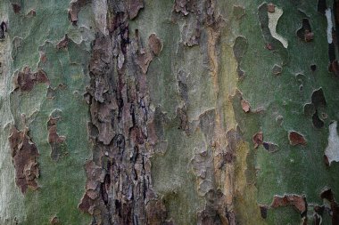 Bir ağaç gövdesinin güzel yakın çekimi