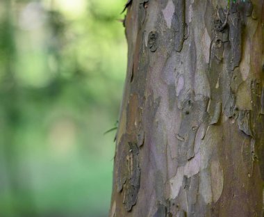 Güzel bir ağaç gövdesi.