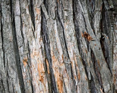 Güzel bir ağaç gövdesi.