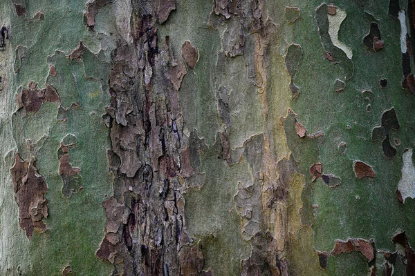 Bir ağaç gövdesinin güzel yakın çekimi