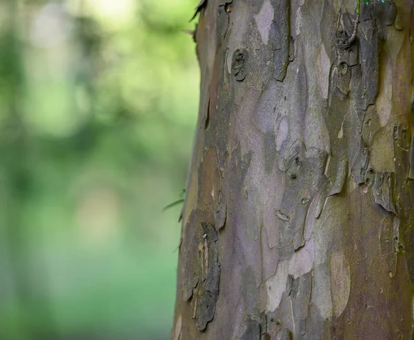 Güzel bir ağaç gövdesi.