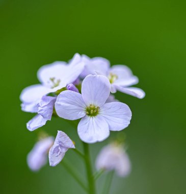 Guguk kuşunun güzel yakın çekimi