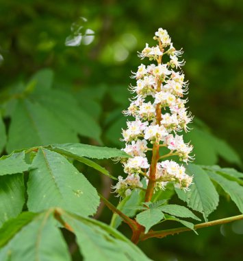 Aesculus Hippocastanum, Belçika, Hainaut, Enghien 'in güzel yakın çekimi