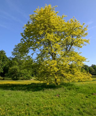 Gleditsia Triacanthos güneş patlaması, Meise botanik bahçesi, Belçika