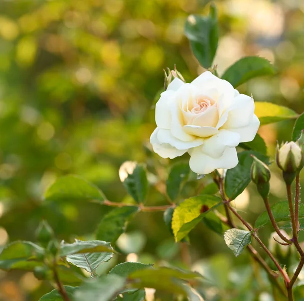 Bir gül bahçesine yakın çekim