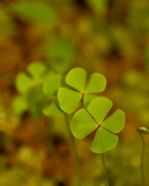 Marsilea Hirsuta Meise Botanik Bahçesi Belçika — Stok fotoğraf