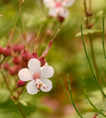 Sardunya makrhizum, Huizingen, Belçika 'ya yakın çekim