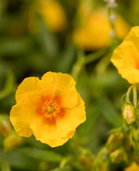Beautiful Close Yellow Helianthemum Flower — Photo