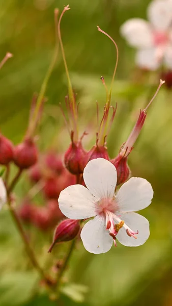 Zbliżenie Geranium Macrorrhizum Huizingen Belgia — Zdjęcie stockowe