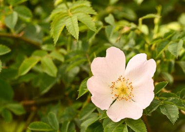 Rosa arvensis, Meise, Belçika 'ya yakın çekim